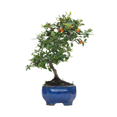 PYRACANTHA 15738