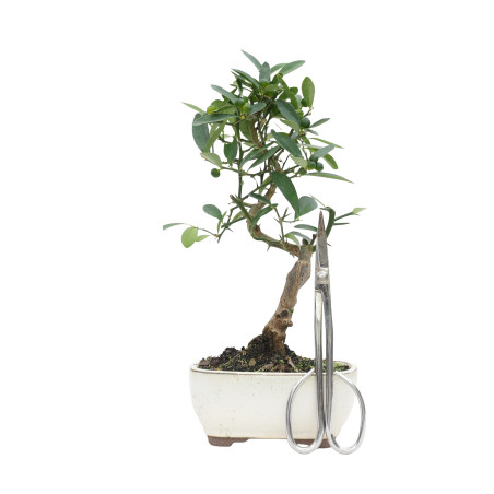 CITRUS KINZU 15796