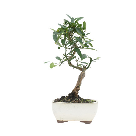 CITRUS KINZU 15796