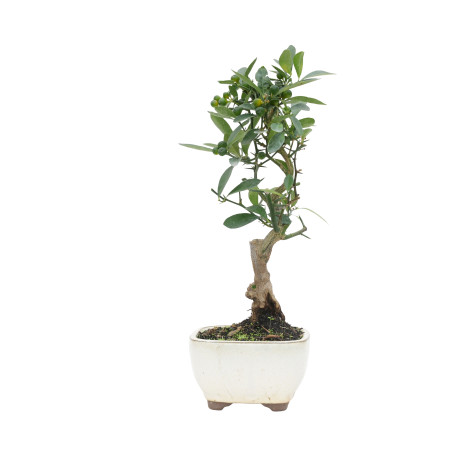 CITRUS KINZU 15796
