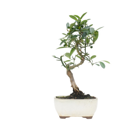 CITRUS KINZU 15796