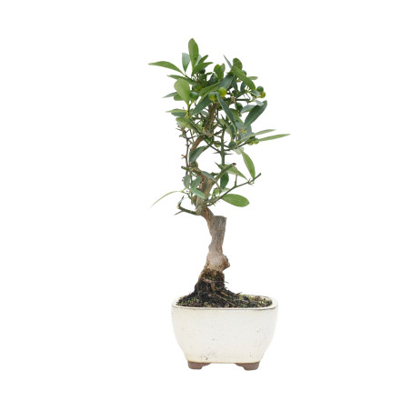 CITRUS KINZU 15796