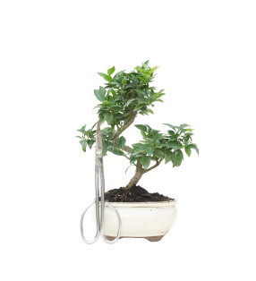 CITRUS MYRTIFOLIA 15787