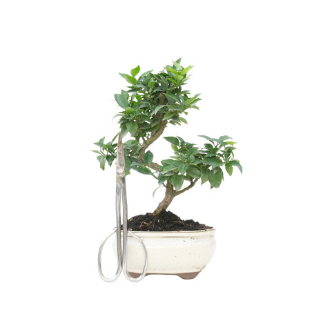 CITRUS MYRTIFOLIA 15787