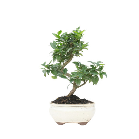 CITRUS MYRTIFOLIA 15787