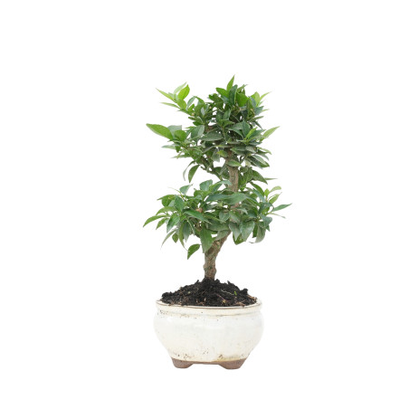 CITRUS MYRTIFOLIA 15787