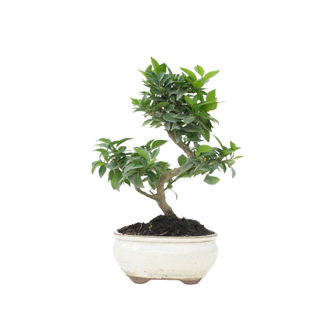 CITRUS MYRTIFOLIA 15787