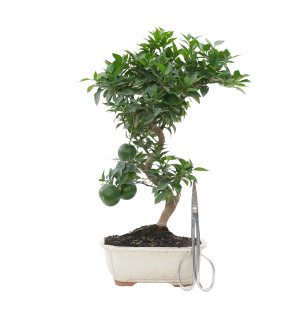 CITRUS MYRTIFOLIA 15788