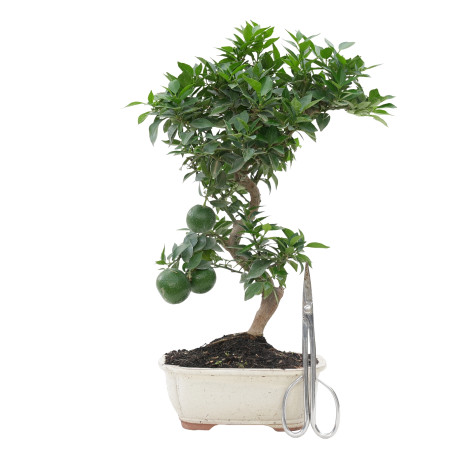 CITRUS MYRTIFOLIA 15788