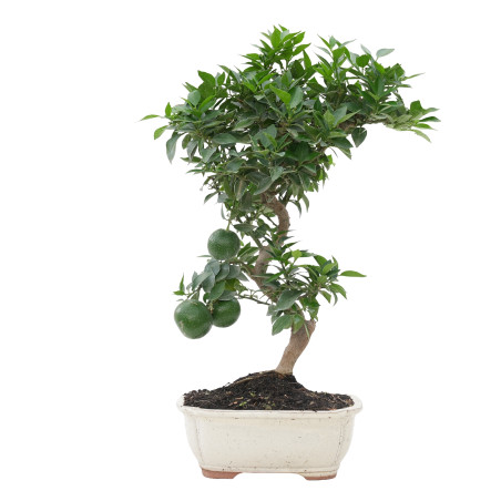 CITRUS MYRTIFOLIA 15788