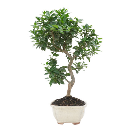 CITRUS MYRTIFOLIA 15788