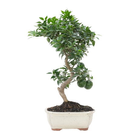 CITRUS MYRTIFOLIA 15788