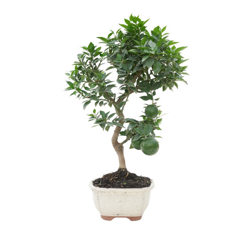 CITRUS MYRTIFOLIA 15788