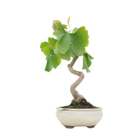 GINKGO BILOBA 15777