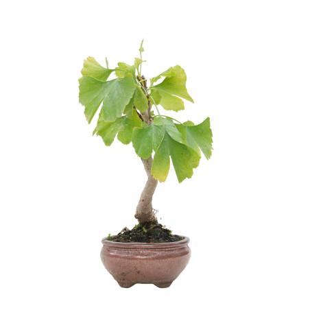 GINKGO BILOBA 15775