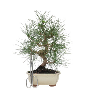 PINUS THUNBERGII 15769
