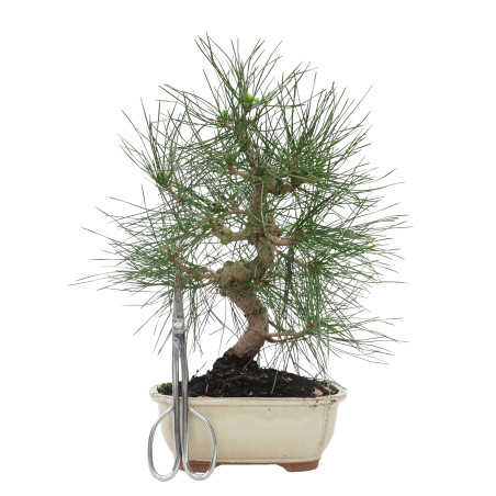 PINUS THUNBERGII 15769