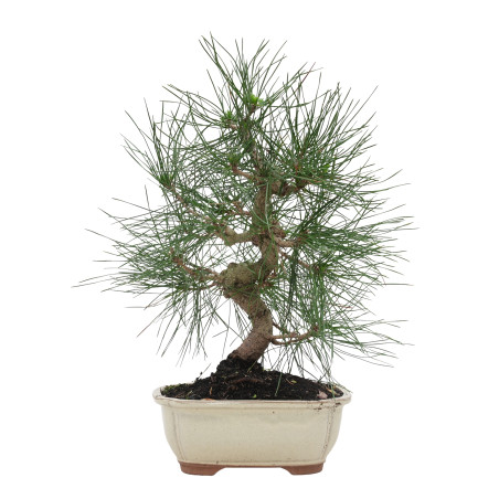 PINUS THUNBERGII 15769