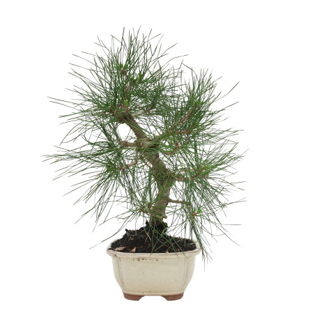 PINUS THUNBERGII 15769