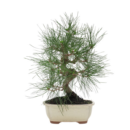 PINUS THUNBERGII 15769