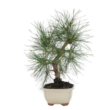 PINUS THUNBERGII 15769