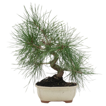 PINUS THUNBERGII 15766