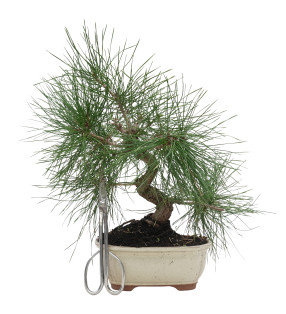 PINUS THUNBERGII 15766