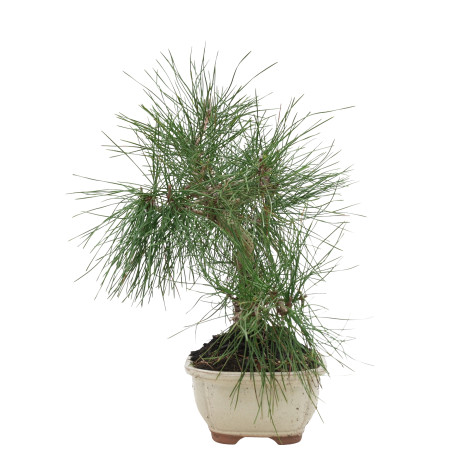 PINUS THUNBERGII 15766