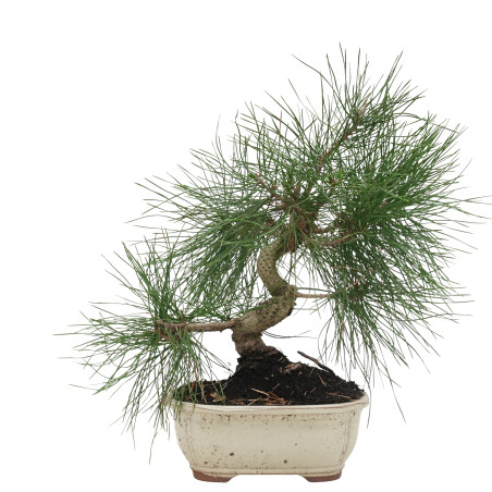 PINUS THUNBERGII 15766