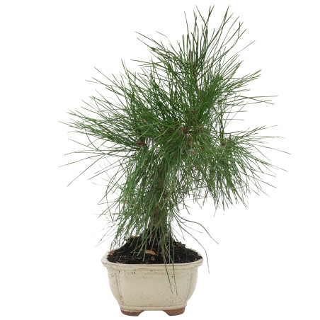 PINUS THUNBERGII 15766