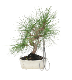 PINUS THUNBERGII 15770