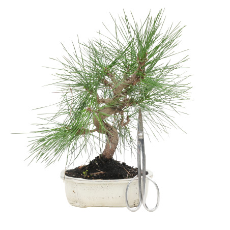 PINUS THUNBERGII 15770