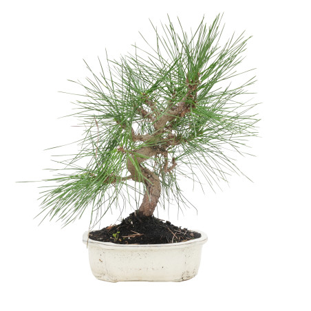 PINUS THUNBERGII 15770