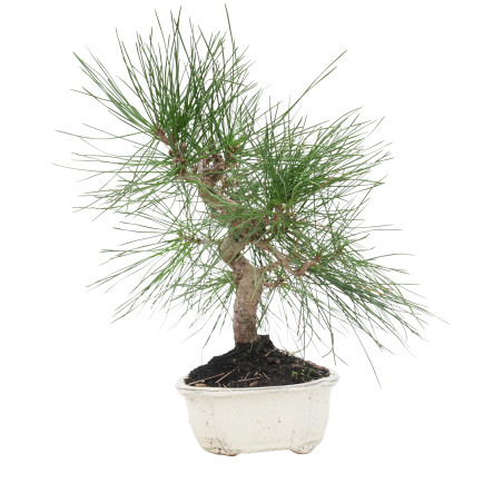 PINUS THUNBERGII 15770