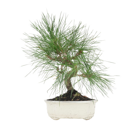 PINUS THUNBERGII 15770
