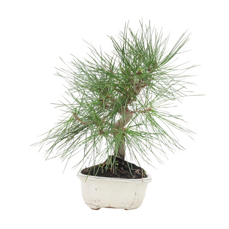 PINUS THUNBERGII 15770