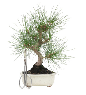 PINUS THUNBERGII 15767