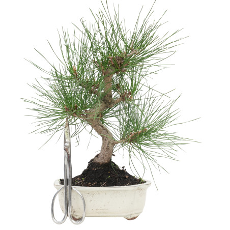 PINUS THUNBERGII 15767