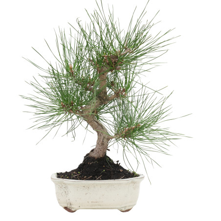 PINUS THUNBERGII 15767