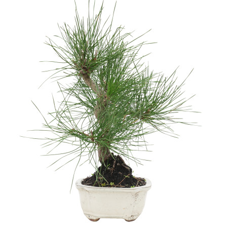 PINUS THUNBERGII 15767