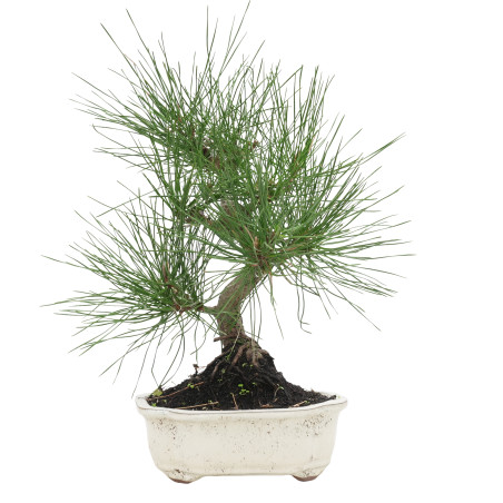 PINUS THUNBERGII 15767