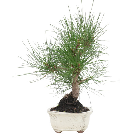 PINUS THUNBERGII 15767