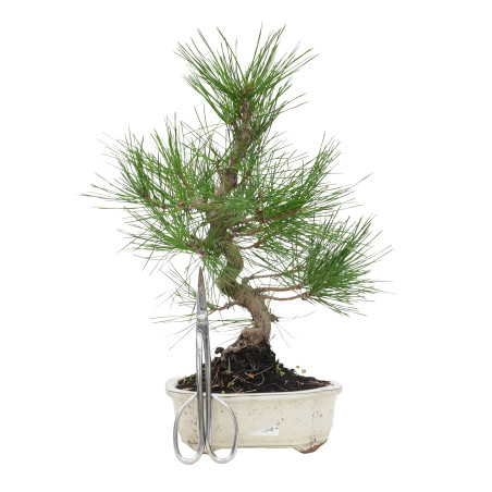 PINUS THUNBERGII 15768
