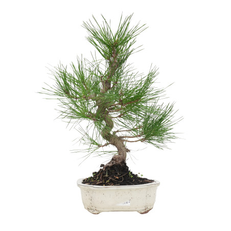 PINUS THUNBERGII 15768