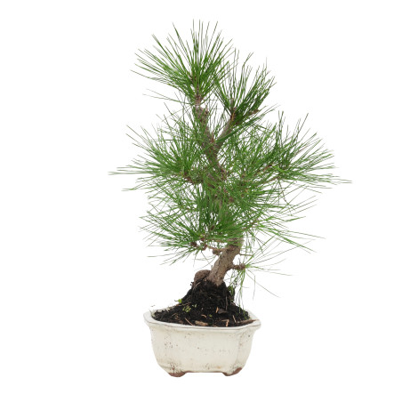 PINUS THUNBERGII 15768