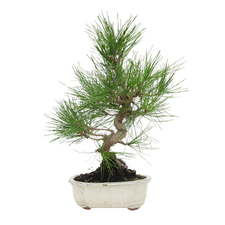 PINUS THUNBERGII 15768