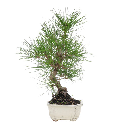 PINUS THUNBERGII 15768