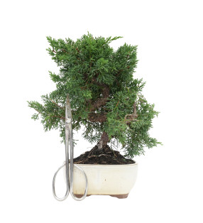 JUNIPERUS CHINENSIS KYUSHU 15759