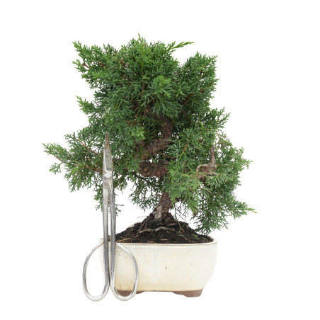 JUNIPERUS CHINENSIS KYUSHU 15759