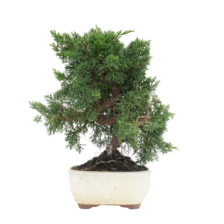 JUNIPERUS CHINENSIS KYUSHU 15759